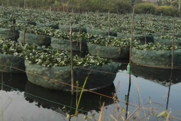 养殖黄鳝的要点，每隔5-7天要换1次水