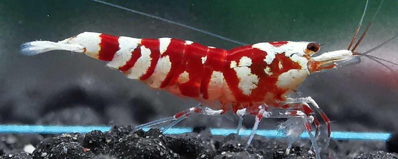 水晶虾怎么分公母，体型和头部均不同