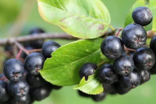 种植野樱莓需要什么环境，年降雨量需达到500毫米