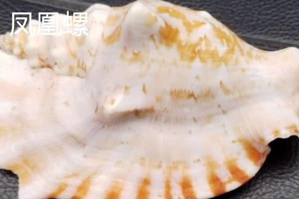 鹦鹉螺是海螺吗，是头足纲软体动物不是海螺