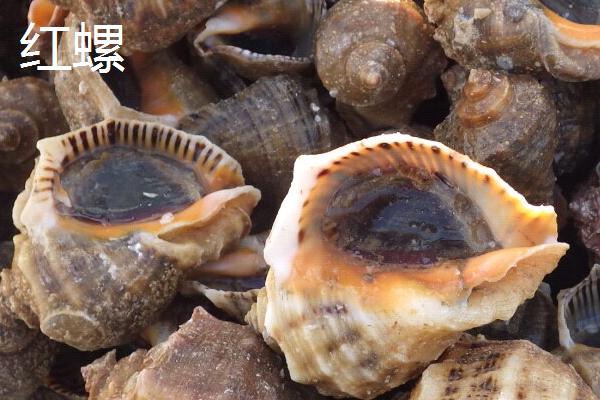 鹦鹉螺是海螺吗，是头足纲软体动物不是海螺