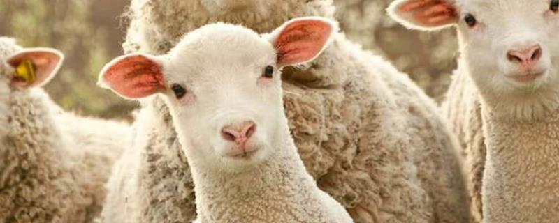 羊毛的种类，不同种类用途不同