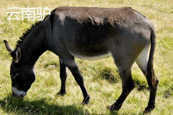 野生驴的蹄子为何不长，原因是运动量大会产生磨损