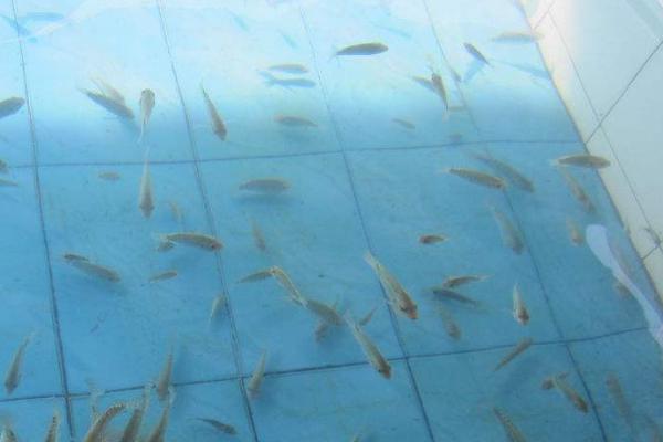 亲亲鱼的产地，主产于泰国、中东地区、西双版纳等地方