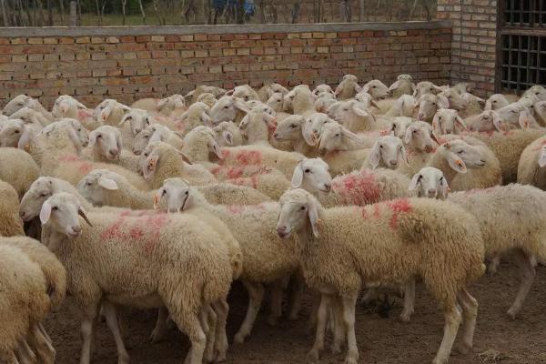 养羊的前景，发展前景可观但也存在风险