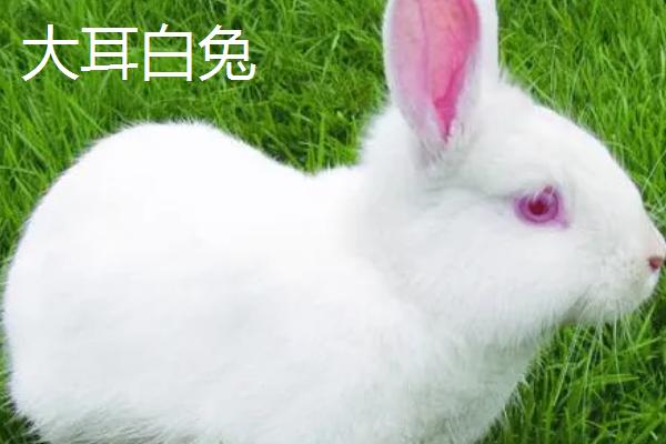巨型兔子品种，主要有大耳白兔、巨型金吉拉兔、巨型安哥拉兔