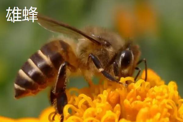 蜜蜂简介，是典型的社会性群居昆虫