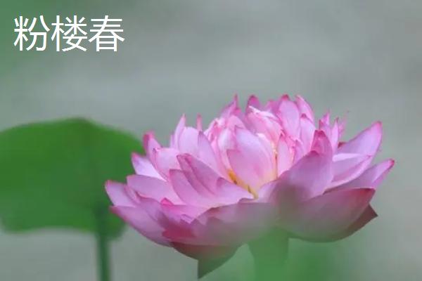 名贵荷花品种介绍，这十种一定要了解