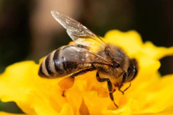 有关蜜蜂的知识，属典型的有益昆虫
