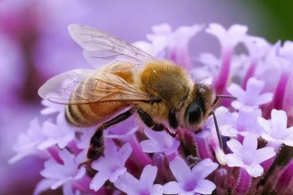 有关蜜蜂的知识，属典型的有益昆虫