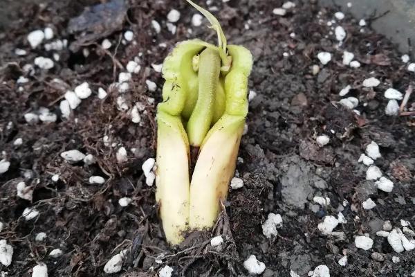 芒果种子怎么区分根和芽，果柄的那头是根