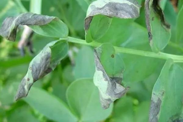 大豆常见的病虫害怎么防治，需根据实际情况采取针对性措施