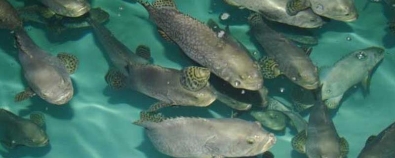 淡水石斑鱼苗的品种，不同品种分布区域不同