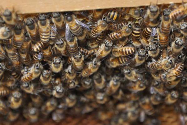 土蜂属于哪种蜜蜂，一般是指中华蜜蜂