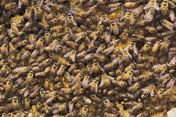 土蜂属于哪种蜜蜂，一般是指中华蜜蜂