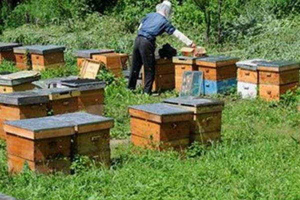 新手怎么养好蜜蜂，需掌握蜜蜂习性、备足养蜂工具