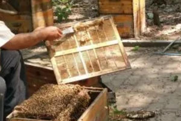 新手怎么养好蜜蜂，需掌握蜜蜂习性、备足养蜂工具