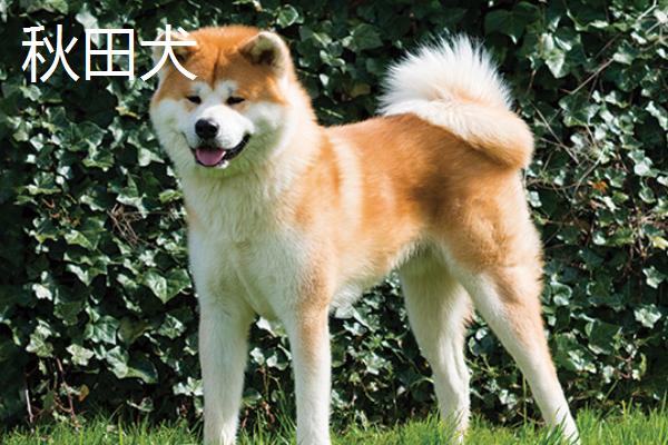 秋田犬的性格，具有稳重机警、胆大独立、高傲等特点