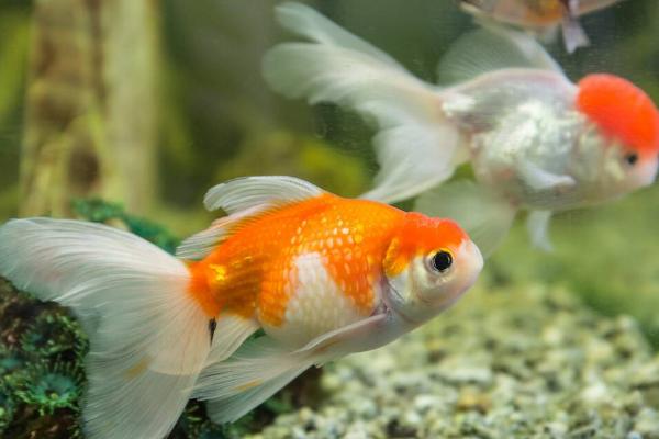 如何区分金鱼的公母，成年后可通过观察腹部区分