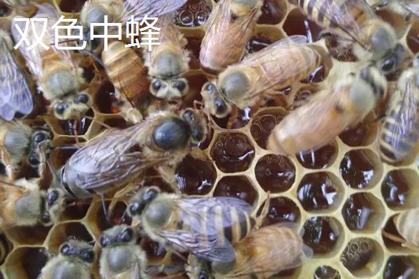 适合在广东养殖的中蜂，包括华南中蜂、双色中蜂等品种