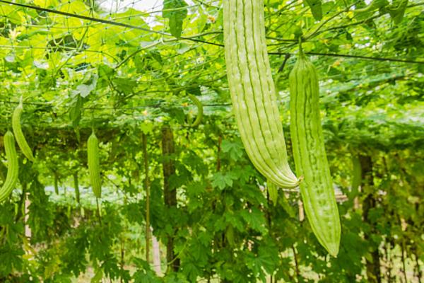 苦瓜的种植时间，南方在1-3月露天种植