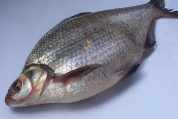 为什么鳊鱼比鲫鱼便宜，鳊鱼产量高且生产速度快