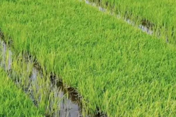 水稻根部缺氧的原因，积水过多或土壤问题会导致