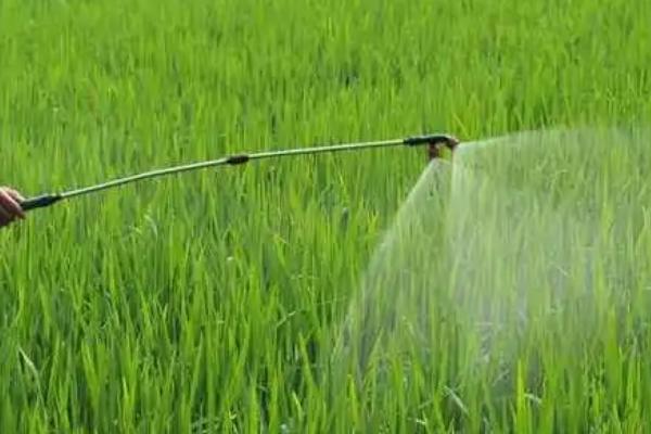 水稻根部缺氧的原因，积水过多或土壤问题会导致