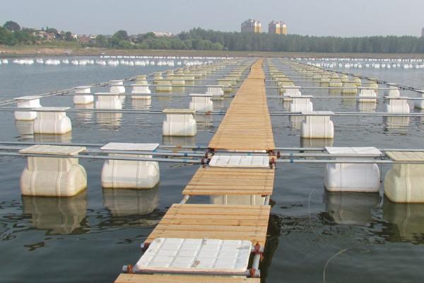 网箱养鱼分类和设置方法，可分为固式网箱、浮式网箱、沉式网箱