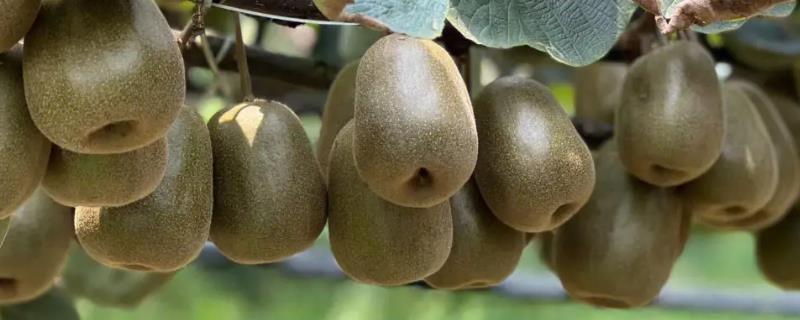 红心猕猴桃与绿心猕猴桃的区别，外观和味道均不同