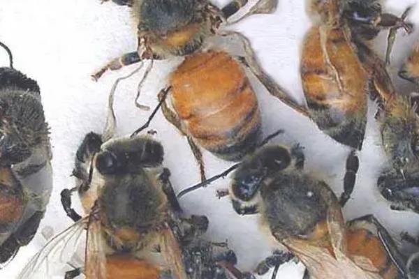 蜜蜂爬蜂病的种类和治疗方法，包括蜜蜂螺原体病、蜜蜂孢子虫病等类型