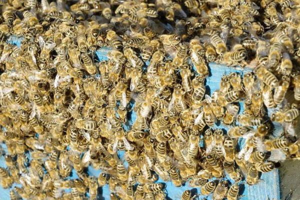 蜜蜂的信息素有哪些，蜂王、工蜂和雄峰信息素的作用都不同