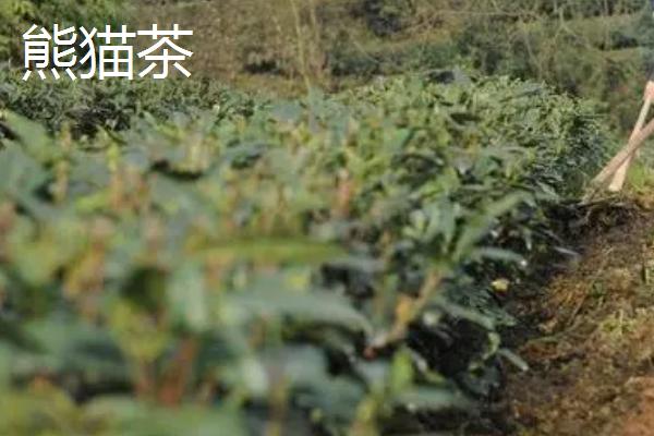 十种名贵的茶叶，安溪铁观音属于茶中珍品