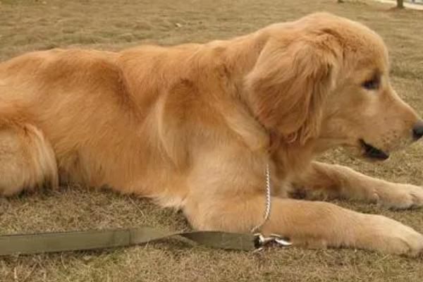 金毛犬可以活多久，寿命一般为12-15年左右