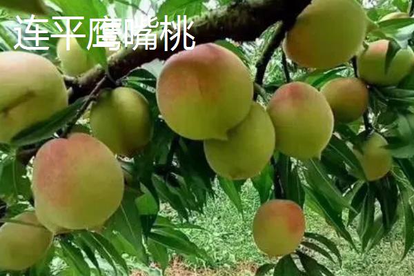常见的桃子品种，品种较多各具特色