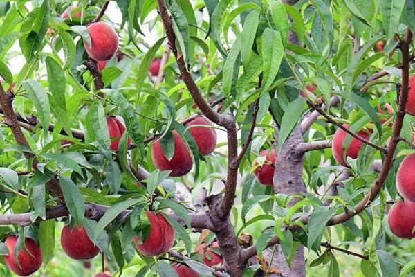 常见的桃子品种，品种较多各具特色