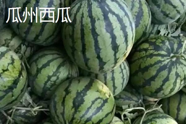 甘肃省酒泉市的特产水果，包括瓜州蜜瓜、瓜州西瓜等种类