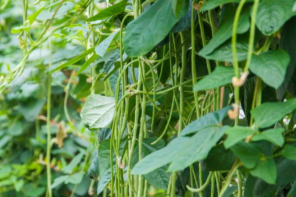 哪些蔬菜适合在9月份种植，包括菠菜、豌豆、甘蓝等品种