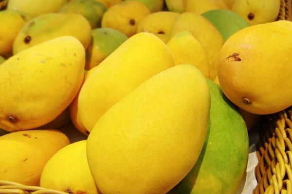 如何快速催熟芒果，与成熟度较高的水果放在一起可起到催熟效果