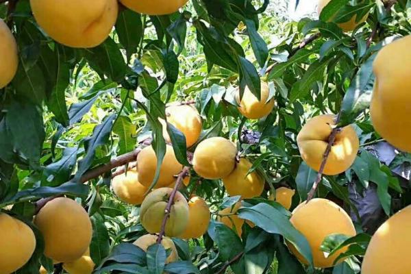 黄桃种植技术，根据气候环境来选择合适的品种