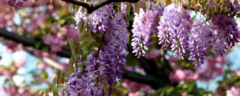 紫藤花的花语，寓意沉迷的爱