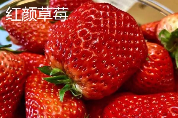 草莓苗什么品种好，这3种是品质优的大果型品种