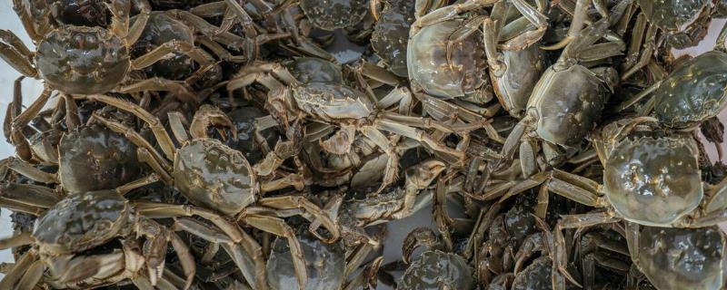 河蟹不蜕壳症怎么预防，需提供富含营养的饲料、营造适宜的蜕壳环境