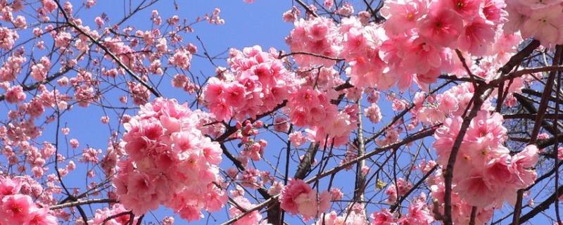 樱花树与樱桃树有什么区别，樱花树属于樱花种、樱桃树属于樱桃种
