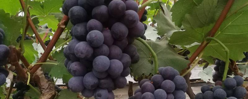 夏黑葡萄有没有籽，属于无籽早熟品种