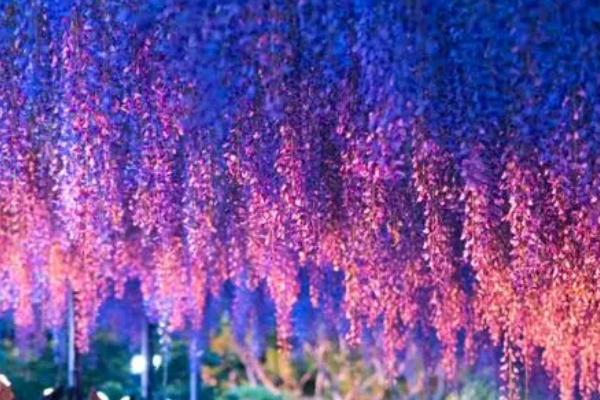 紫藤花的花语，寓意沉迷的爱