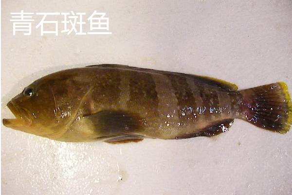 石斑鱼的种类，种类繁多分布在不同地区