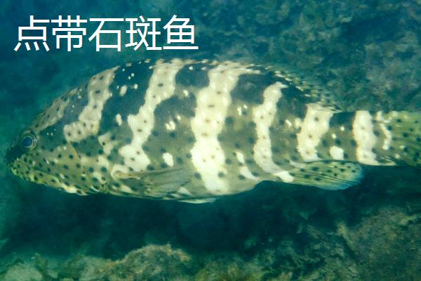 石斑鱼的种类，种类繁多分布在不同地区