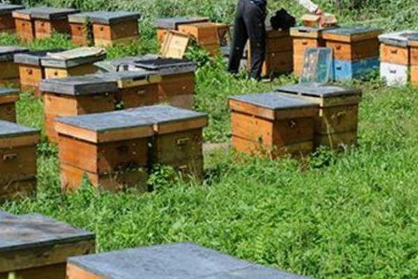 养蜜蜂怎么防止壁虎，最有效的办法是发展强群