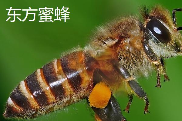蜜蜂的种类，全世界一共有9种